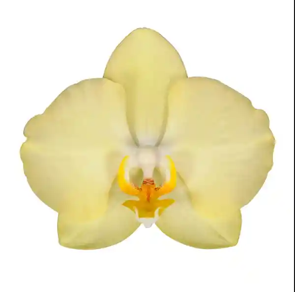Orquidea Mediana 1 Vara Con Matera