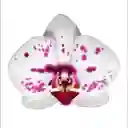 Orquídea Impresionista 2 Varas Con Matera