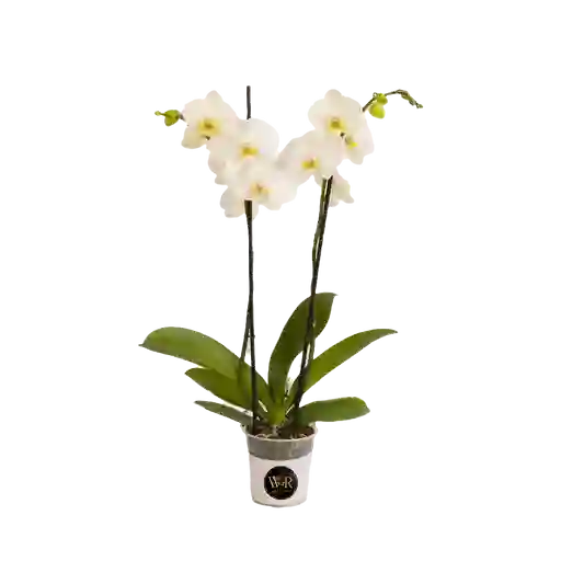 Orquídea Grande Blanca 2 Espigas