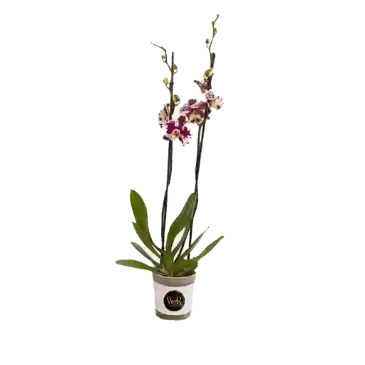 Orquídea Grande Exótica Corali 2 Espigas