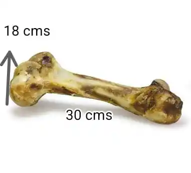 Hueso De Fémur De Res Deshidratado – Tamaño Grande