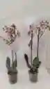Orquidea