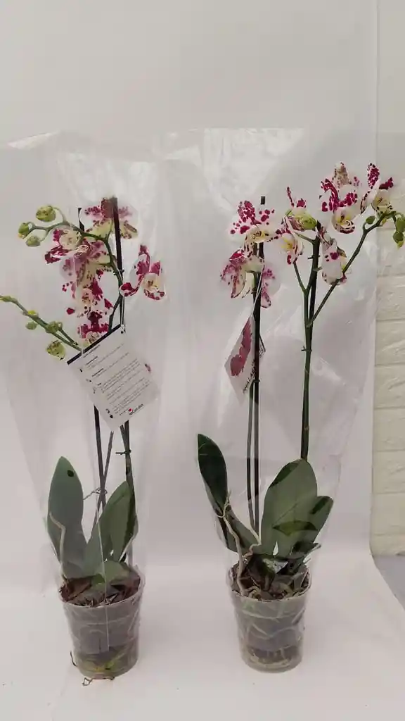 Orquidea