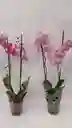 Orquidea