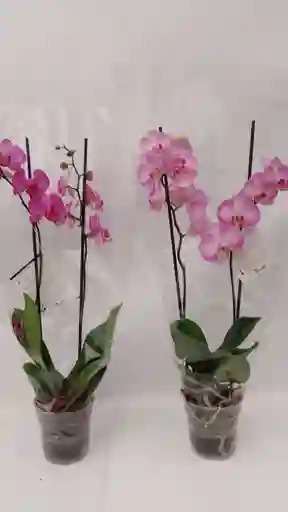 Orquidea