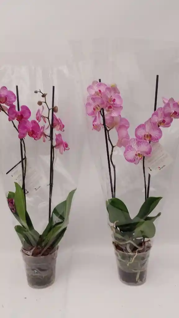 Orquidea