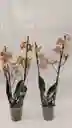 Orquidea