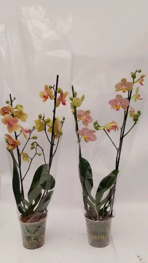 Orquidea