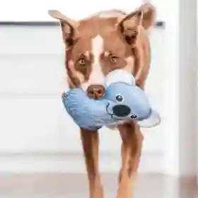 Juguete Perro Ultra Durable - Koala - Red Dingo