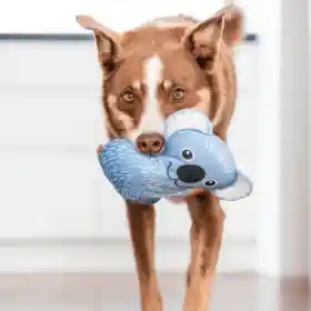 Juguete Perro Ultra Durable - Koala - Red Dingo