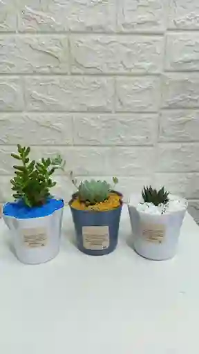 Planta Suculenta Exótica Toda Ocasión
