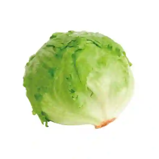 Lechuga Batavia 1 Und