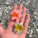 🌸✨ Caimanes Flor Hawaiana – Mini Clips De Colores ✨🌸