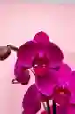 Orquídea Phalaenopsis Morada