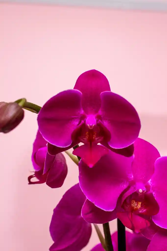 Orquídea Phalaenopsis Morada