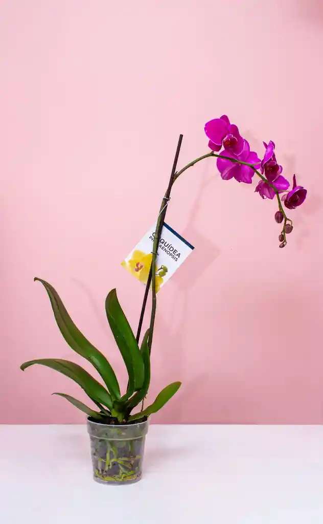 Orquídea Phalaenopsis Morada
