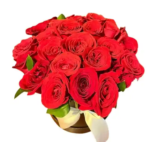 Caja Negra – Rosas Rojas Premium En Domo