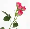 Flores Mini Rosa X 10 Varas