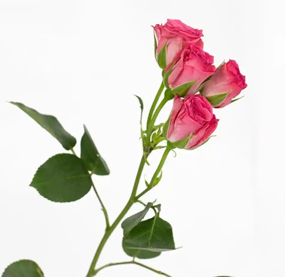 Flores Mini Rosa X 10 Varas