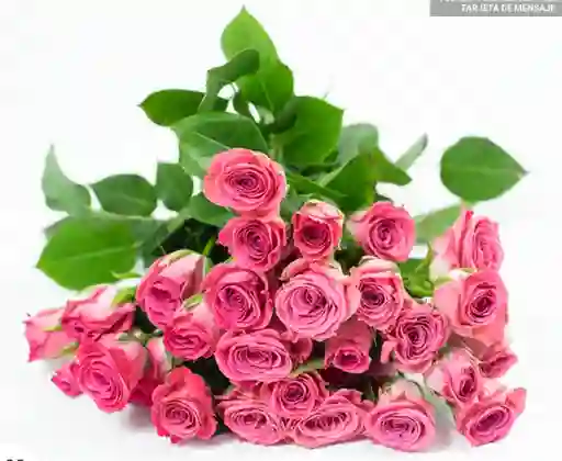 Mini Rosa X 10 Und