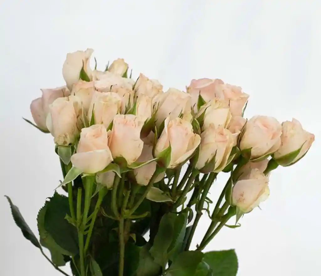 Flores Rosas Mini 10 Varas