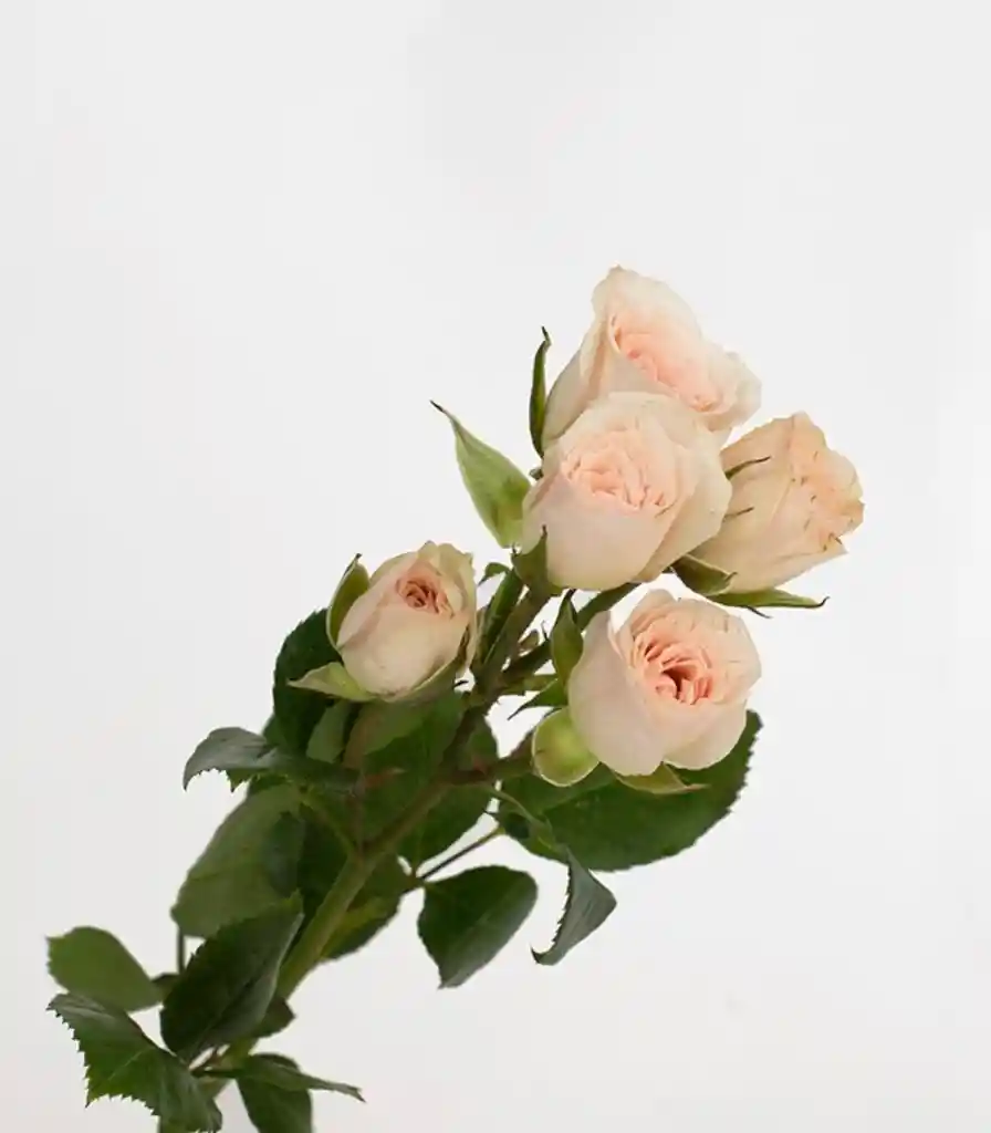 Flores Rosas Mini 10 Varas