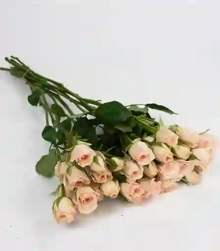 Flores Rosas Mini 10 Varas