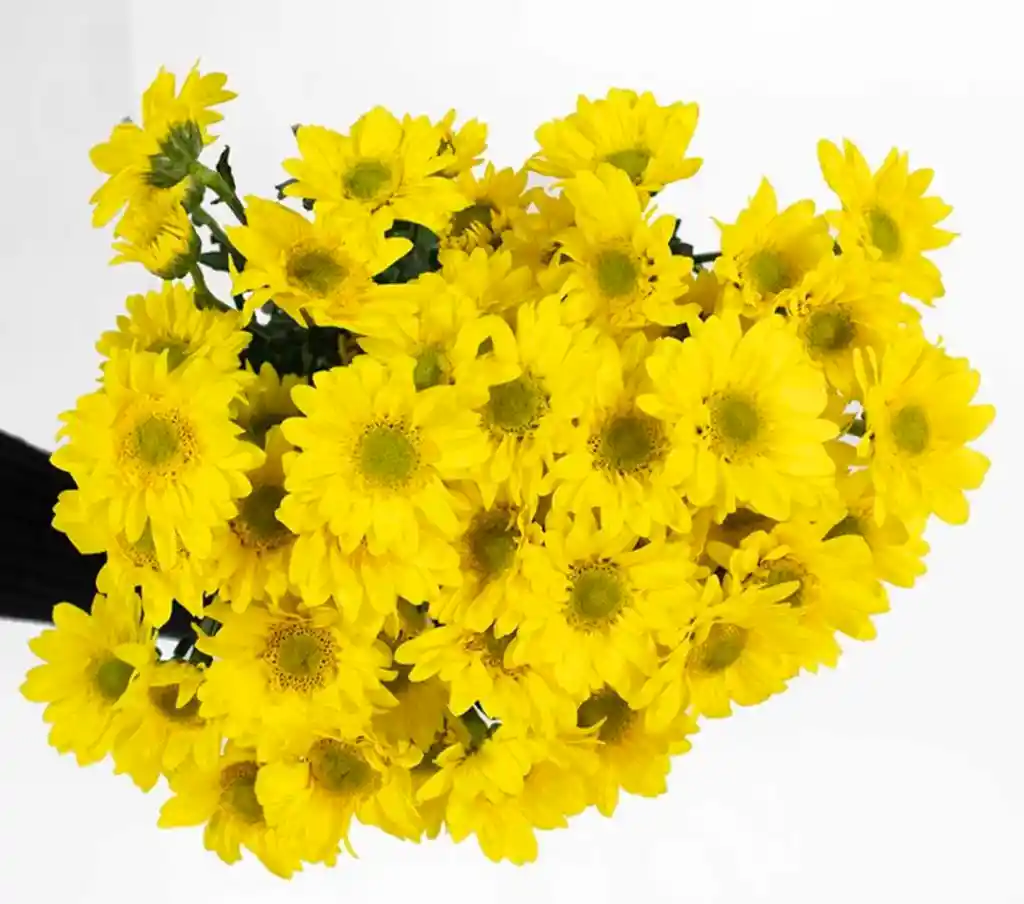 Flores De Margaritas Por 10 Varas