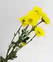 Flores De Margaritas Por 10 Varas