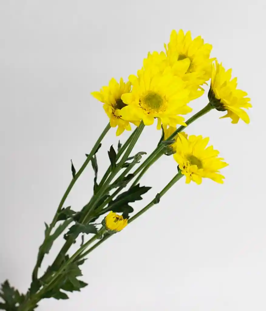 Flores De Margaritas Por 10 Varas