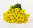 Flores De Margaritas Por 10 Varas