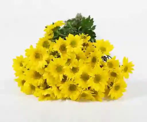 Flores De Margaritas Por 10 Varas