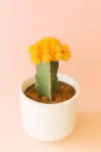 Cactus Grande Amarillo Con Matera De Ceramica Blanca