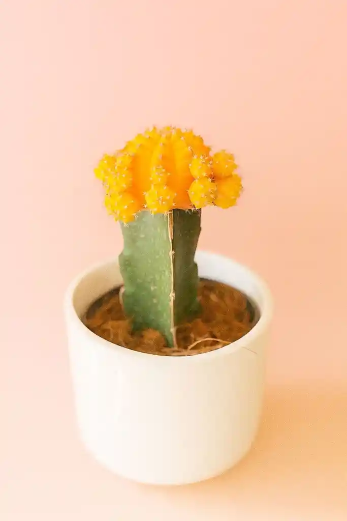 Cactus Grande Amarillo Con Matera De Ceramica Blanca