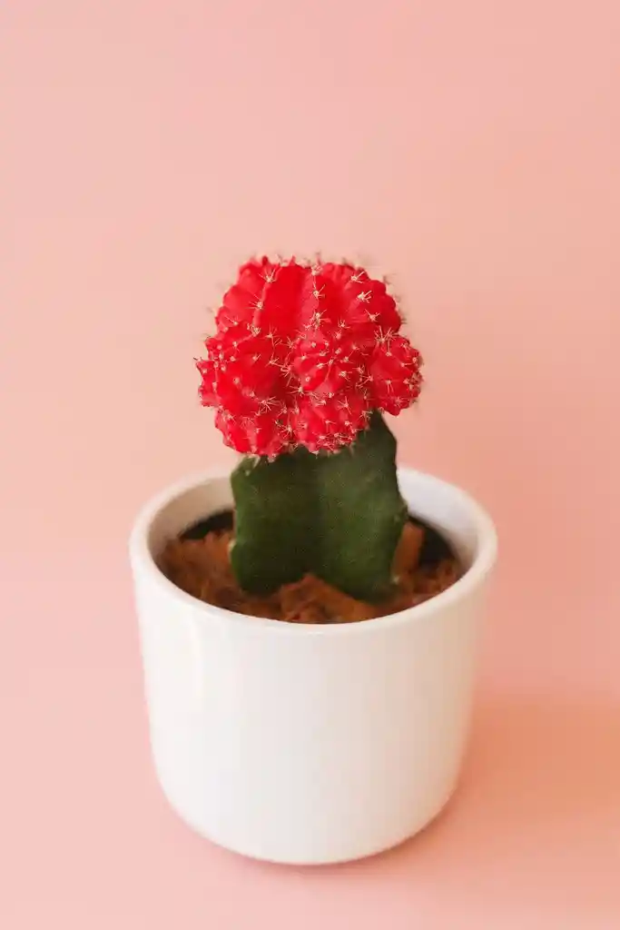 Cactus Grande Rojo Con Matera De Ceramica