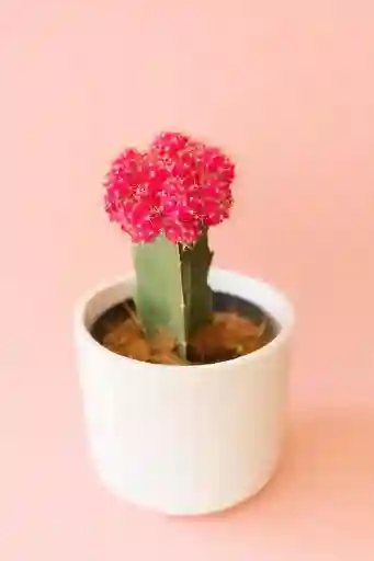 Cactus Grande Fuscia Con Matera De Ceramica