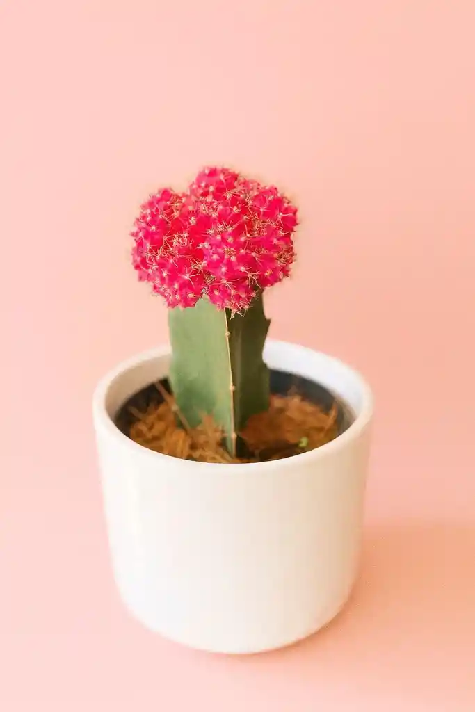 Cactus Grande Fuscia Con Matera De Ceramica