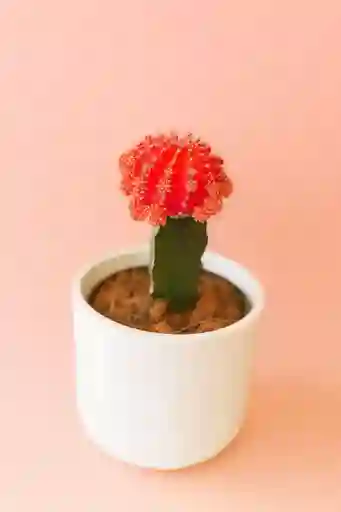 Cactus Grande Naranja Con Matera De Ceramica