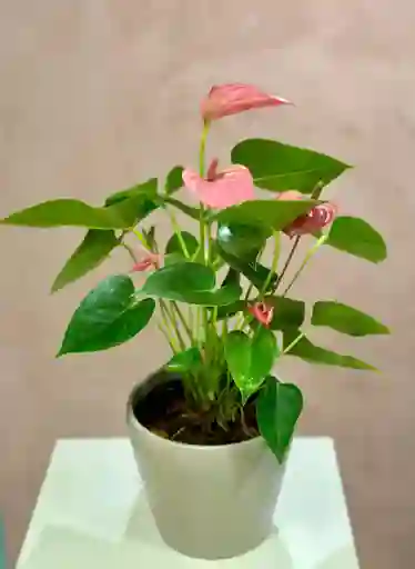 Anturio Grande Rosado En Matera Color Taupe.