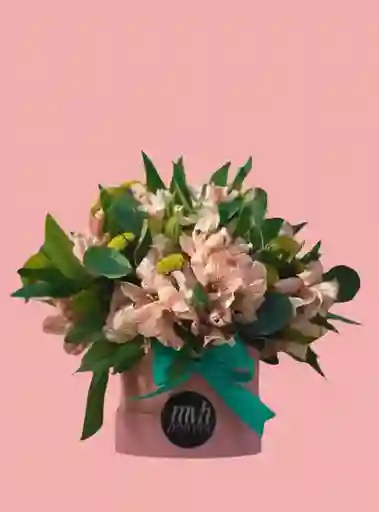 Sembrado Astromelias Mini