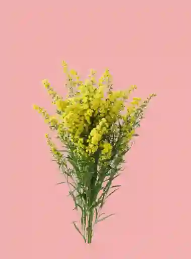 Solidago