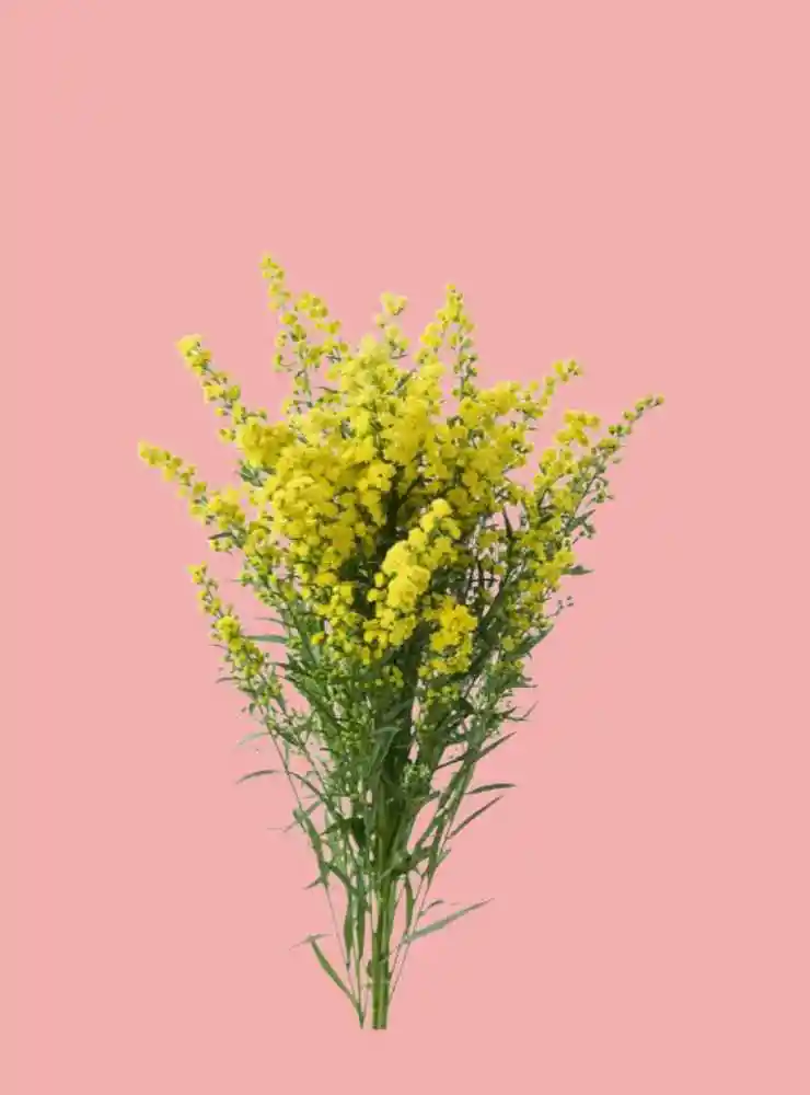 Solidago