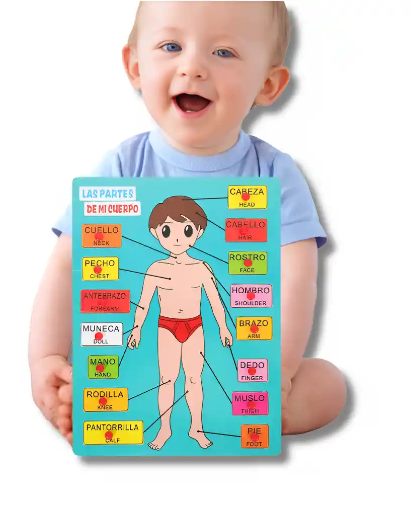 Lámina Educativa “las Partes De Mi Cuerpo”