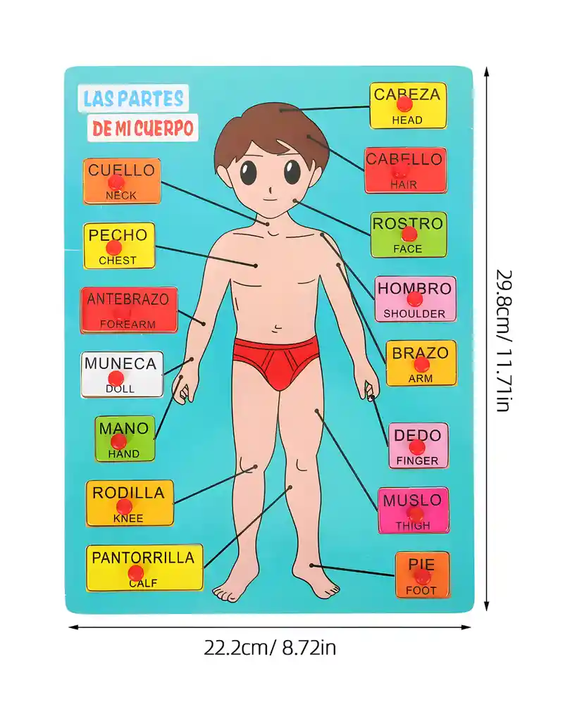 Lámina Educativa “las Partes De Mi Cuerpo”