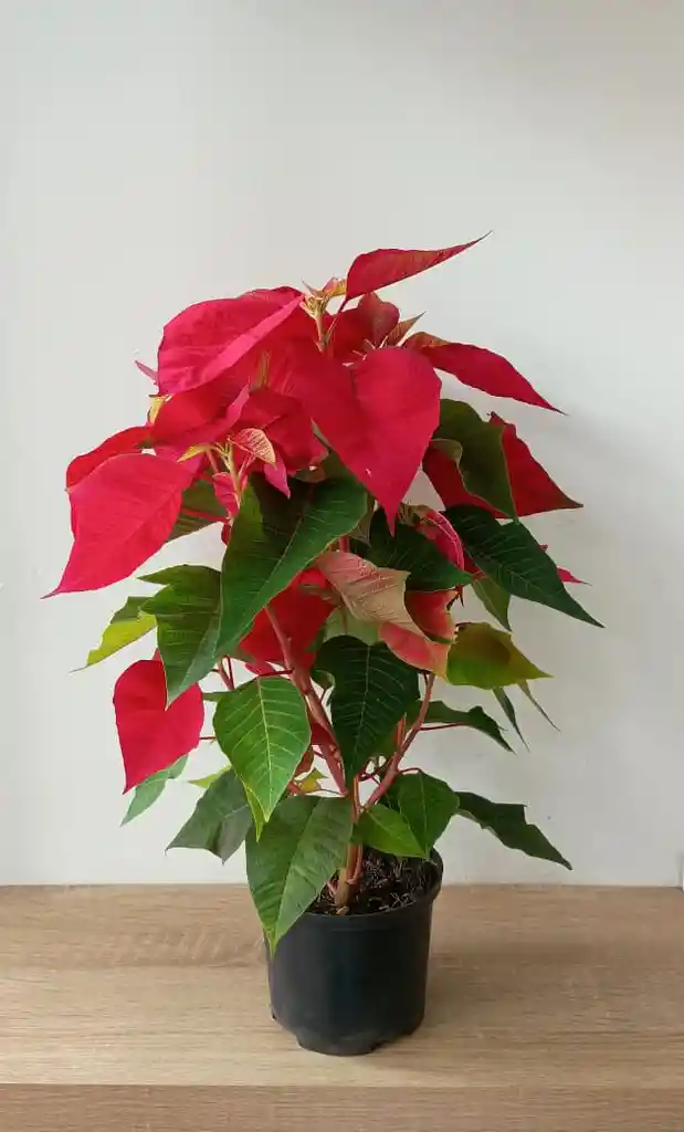 Poinsettia De Navidad