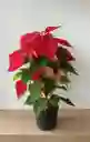 Poinsettia De Navidad