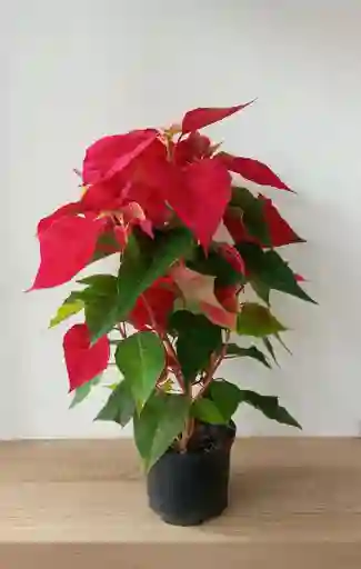 Poinsettia De Navidad