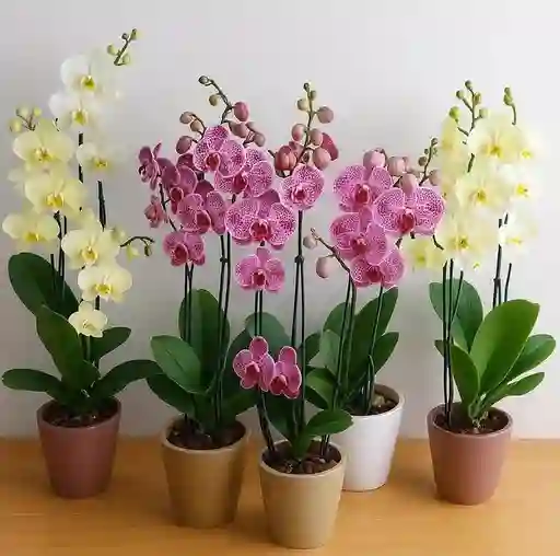 Orquídeas Con Matera