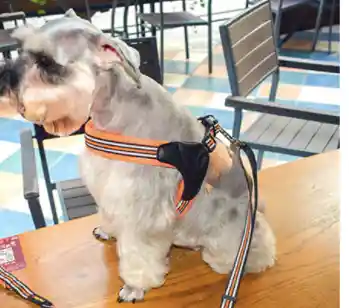 Trailla Y Arnes Premiun Talla L Bulldog Frances