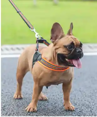 Trailla Y Arnes Premiun Talla L Bulldog Frances